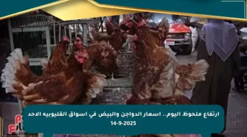 ارتفاع ملحوظ اليوم.. أسعار الدواجن والبيض في أسواق القليوبية الأحد 14-9-2025
